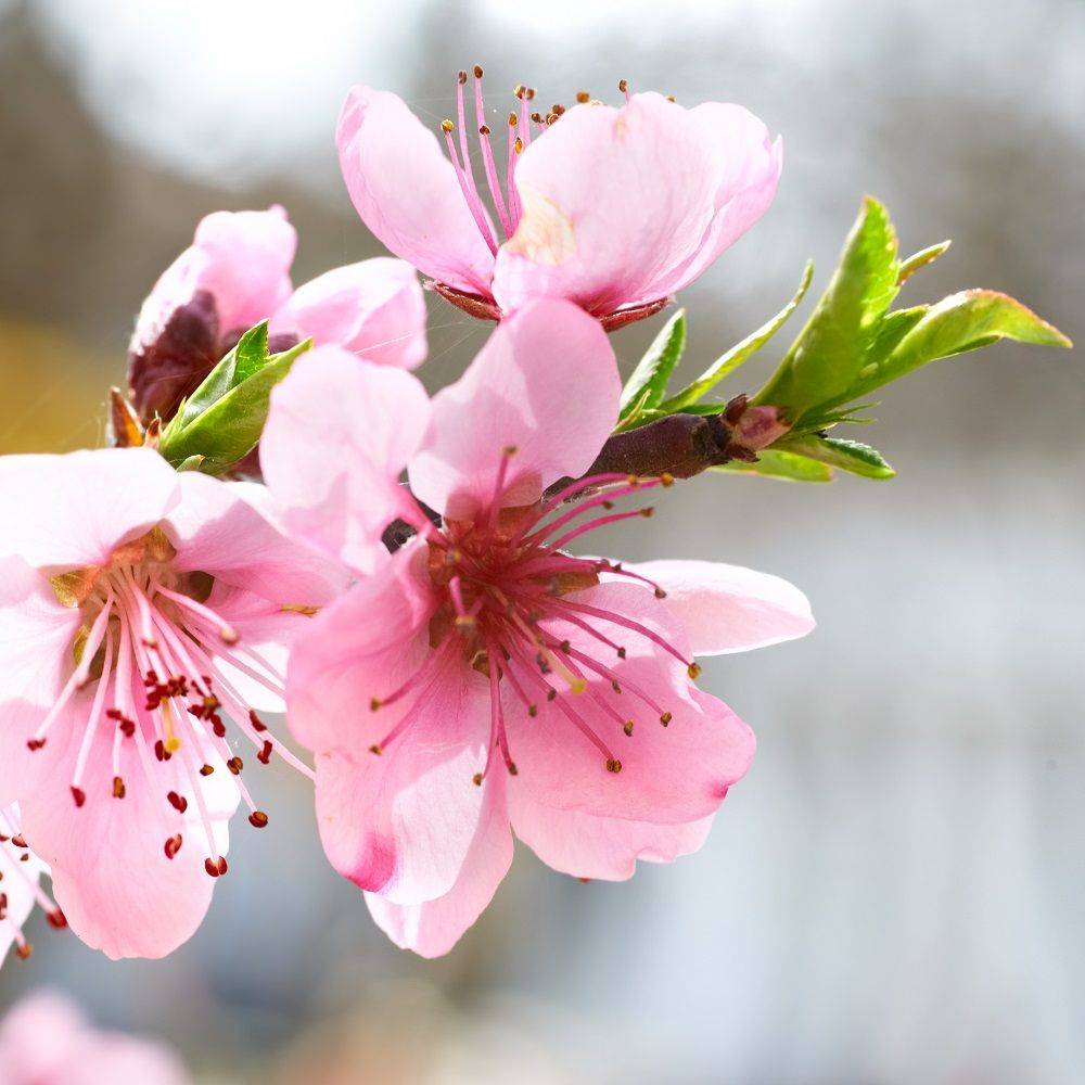 Amandier de balcon autofertile 'Almond Me' - Fruit Me® - Image 1
