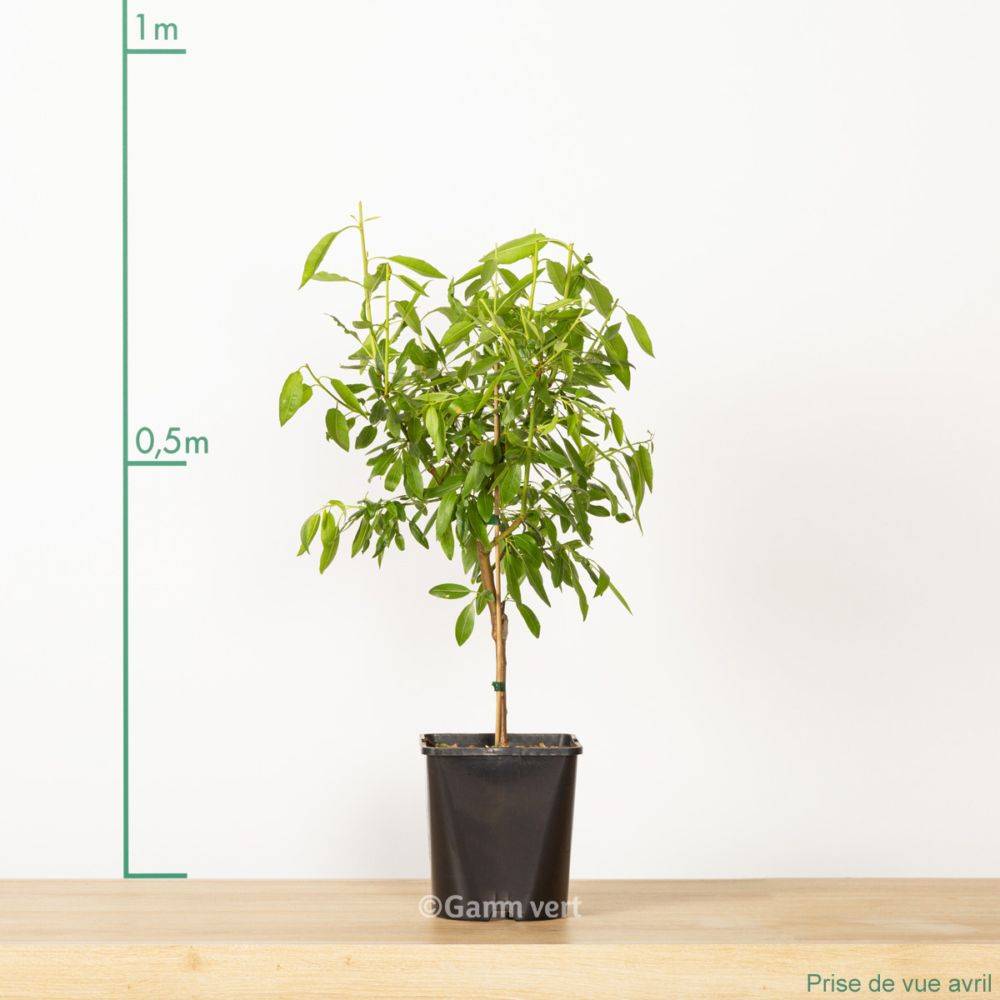 Amandier de balcon autofertile 'Almond Me' - Fruit Me® - Image 3