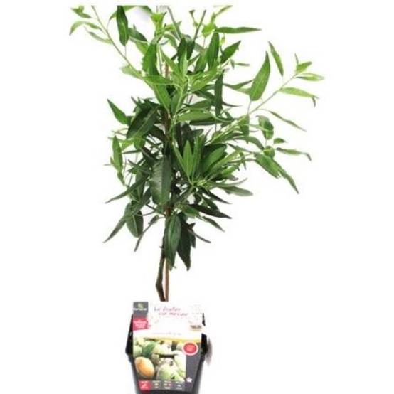 Amandier de balcon autofertile 'Almond Me' - Fruit Me® - Image 4