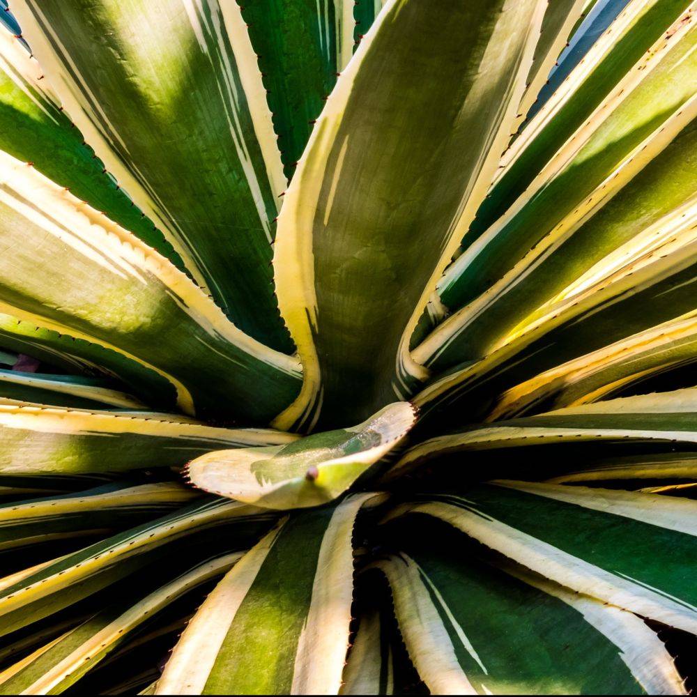 AGAVE americana Marginata - Image 6