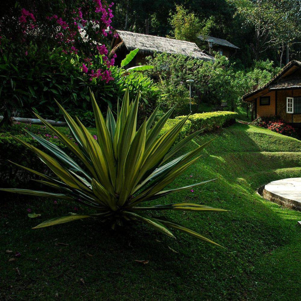 AGAVE americana Marginata - Image 4