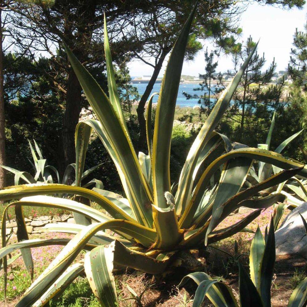 AGAVE americana Marginata - Image 2
