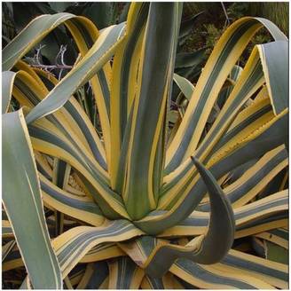 AGAVE americana Marginata