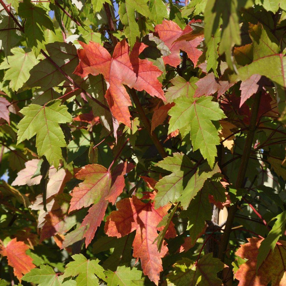 Erable 'Autumn blaze' - Image 2