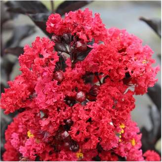 Lilas des Indes Black Solitaire® Crimson Red