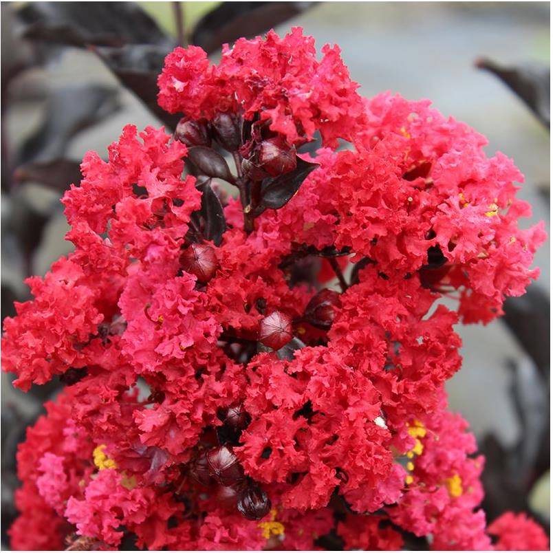 Lilas des Indes Black Solitaire® Crimson Red - Image 1