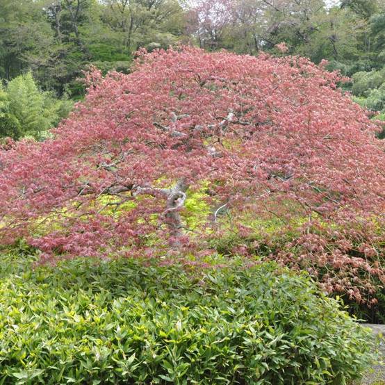 Erable du Japon 'Crimson Queen' - Image 2