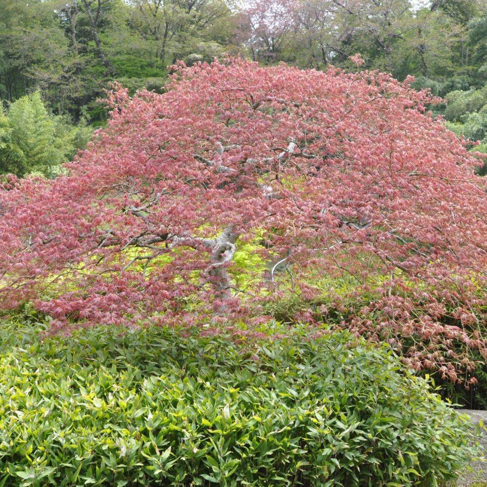 Erable du Japon 'Crimson Queen' - Image 2