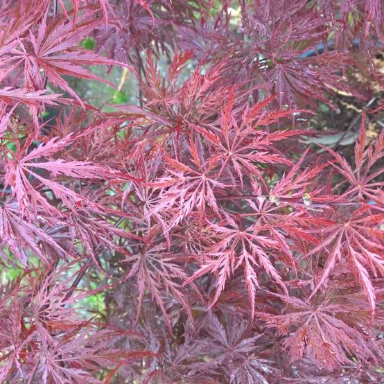Erable du Japon 'Crimson Queen' - Image 1