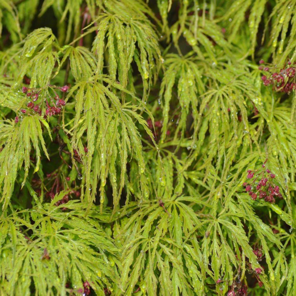 Erable du Japon 'Dissectum Viridis'