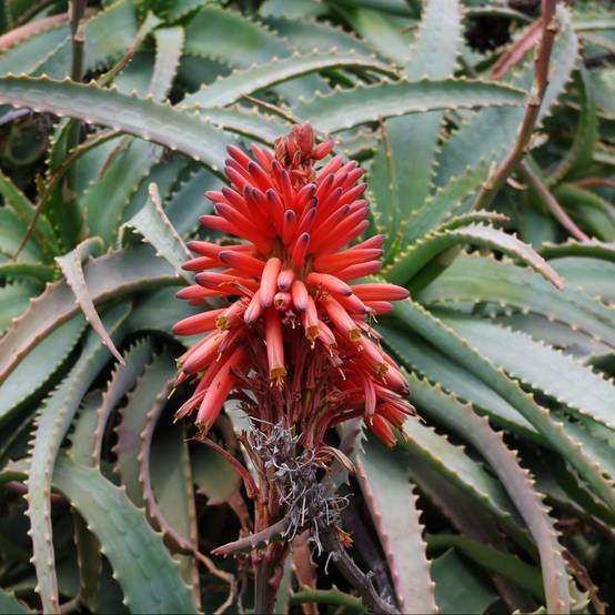 Aloe arborescens