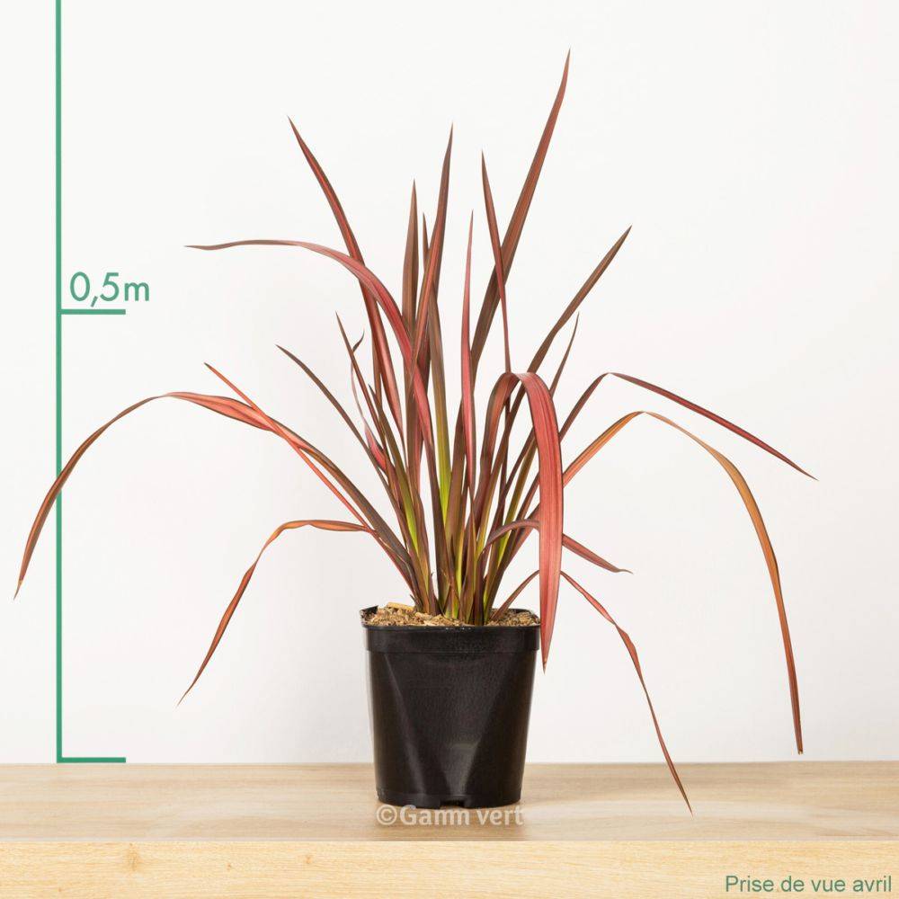 Phormium 'Pink panther' - Lin de Nouvelle-Zélande - Image 4