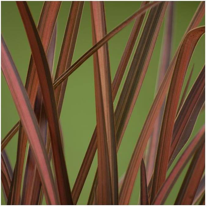 Phormium 'Pink panther' - Lin de Nouvelle-Zélande - Image 3