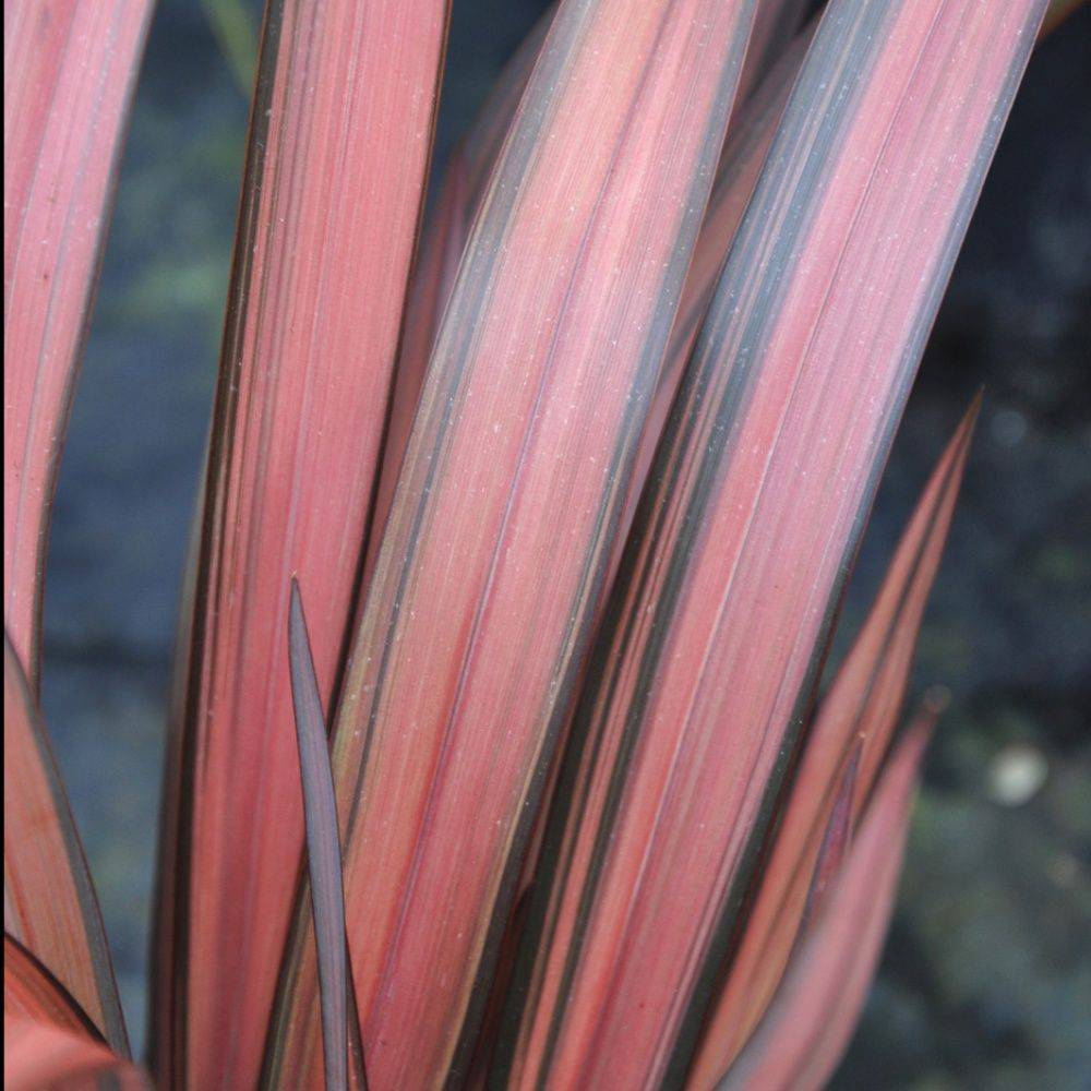 Phormium 'Pink panther' - Lin de Nouvelle-Zélande - Image 2