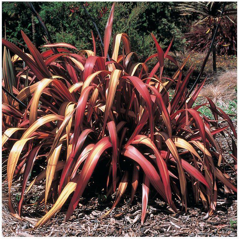 Phormium 'Pink panther' - Lin de Nouvelle-Zélande - Image 1