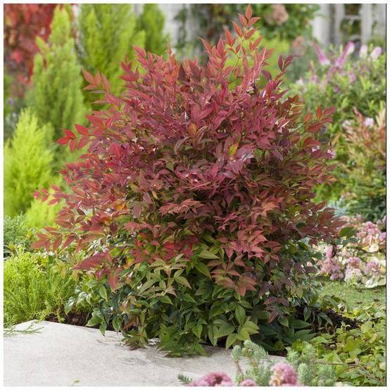 Bambou sacré - Nandina Obsession Seika - Image 4