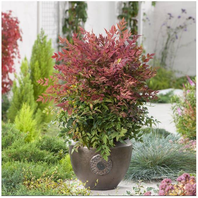 Bambou sacré - Nandina Obsession Seika