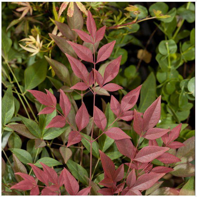 Bambou sacré - Nandina Obsession Seika - Image 3