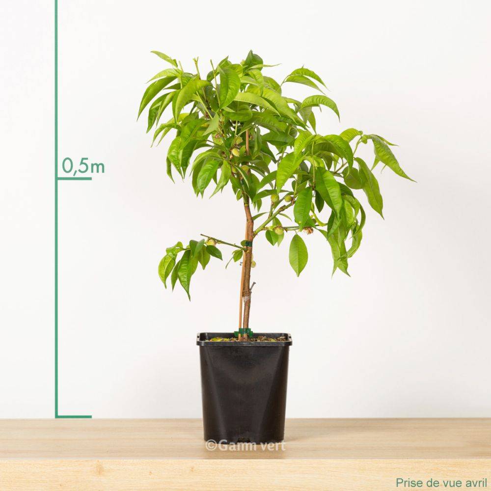 Pêcher de balcon 'Ice Peach' - Fruit Me® - Image 1