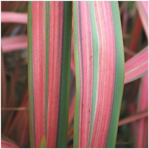 Phormium 'Jester' - Lin de Nouvelle Zélande - Image 4