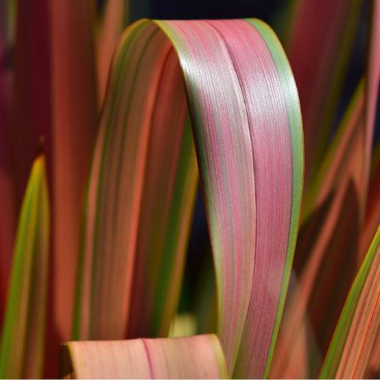 Phormium 'Jester' - Lin de Nouvelle Zélande - Image 1