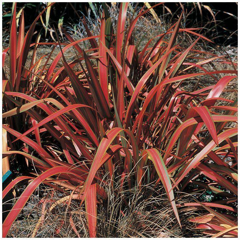 Phormium 'Jester' - Lin de Nouvelle Zélande - Image 3
