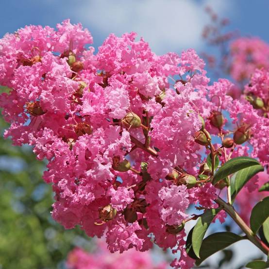 Lilas des Indes Jeanne Desmartis® - Image 1