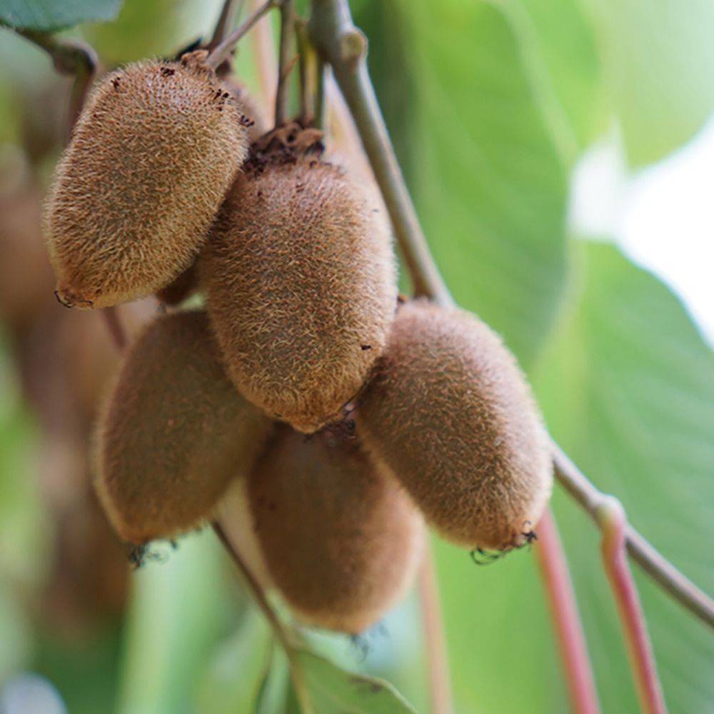 KIWI femelle 'Kiwidoo' hauteur de 100 à 125 cm en pot de 3 litres avec tuteur