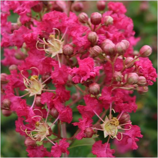 Lilas des Indes Margaux® - Image 5