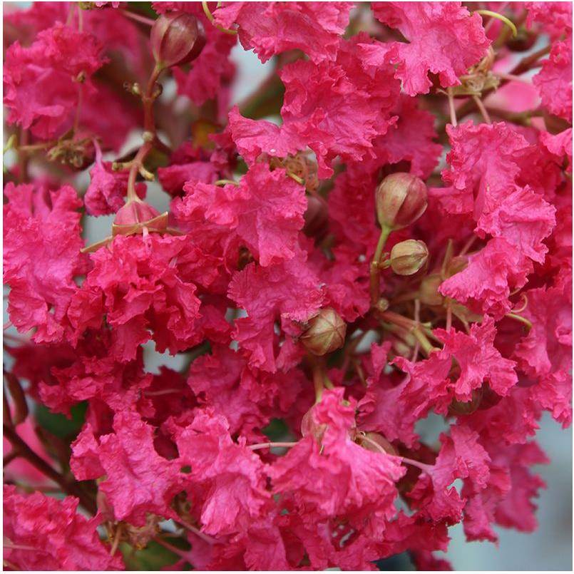 Lilas des Indes Margaux® - Image 4