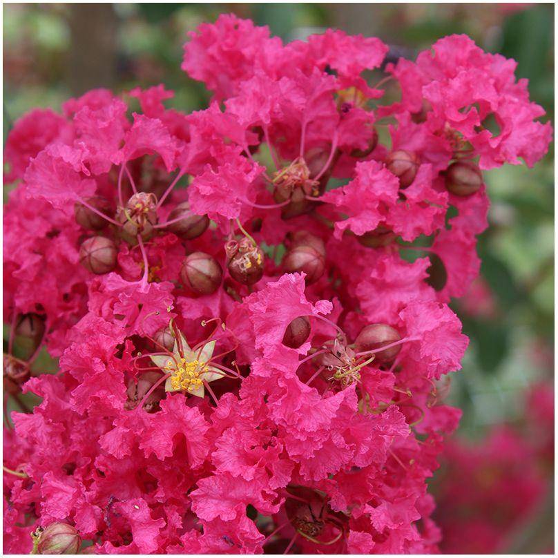 Lilas des Indes Margaux® - Image 1