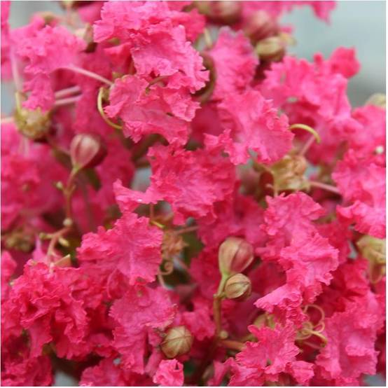 Lilas des Indes Margaux® - Image 6