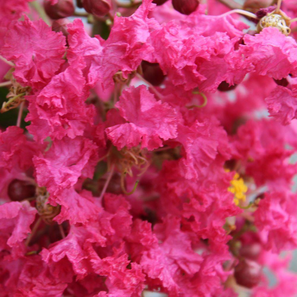 Lilas des Indes Margaux® - Image 8