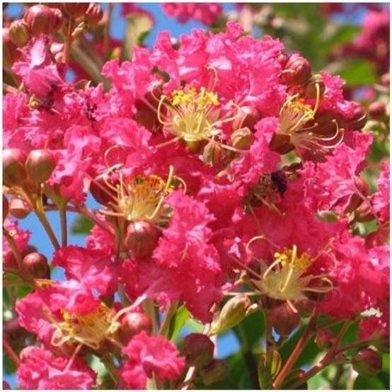 Lilas des Indes Margaux® - Image 7