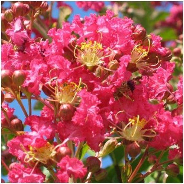 Lilas des Indes Margaux® - Image 7