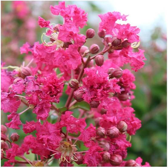 Lilas des Indes Margaux® - Image 2
