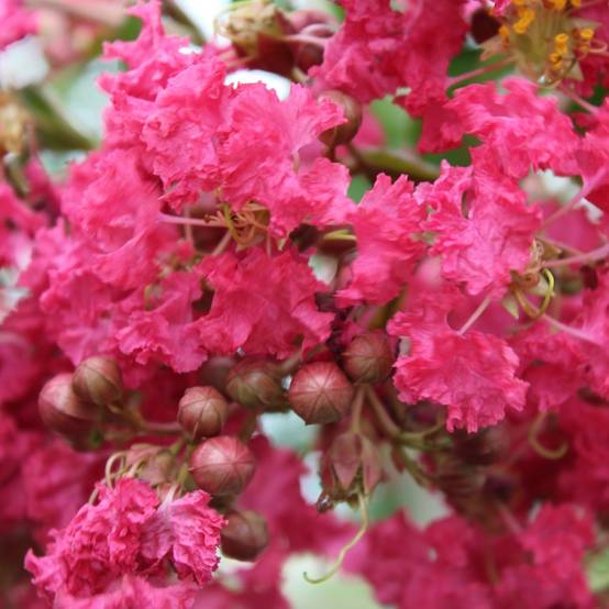 Lilas des Indes Margaux® - Image 3