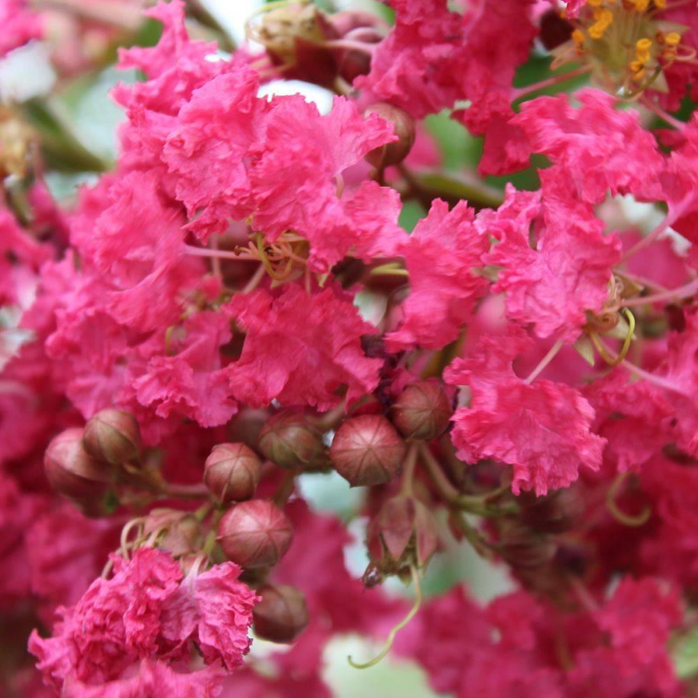 Lilas des Indes Margaux® - Image 3