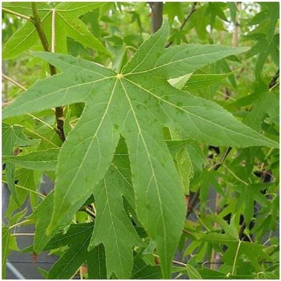 Liquidambar styraciflua 'Worplesdon' - Copalme d'Amérique