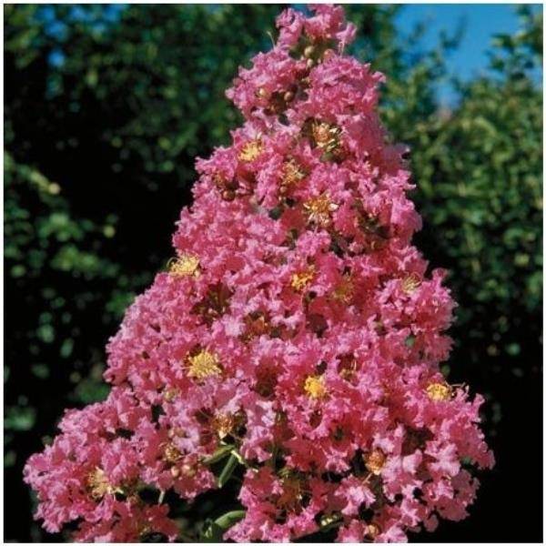 Lagerstroemia 'Yang Tsé®'