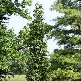Liquidambar 'Slender Silhouette'