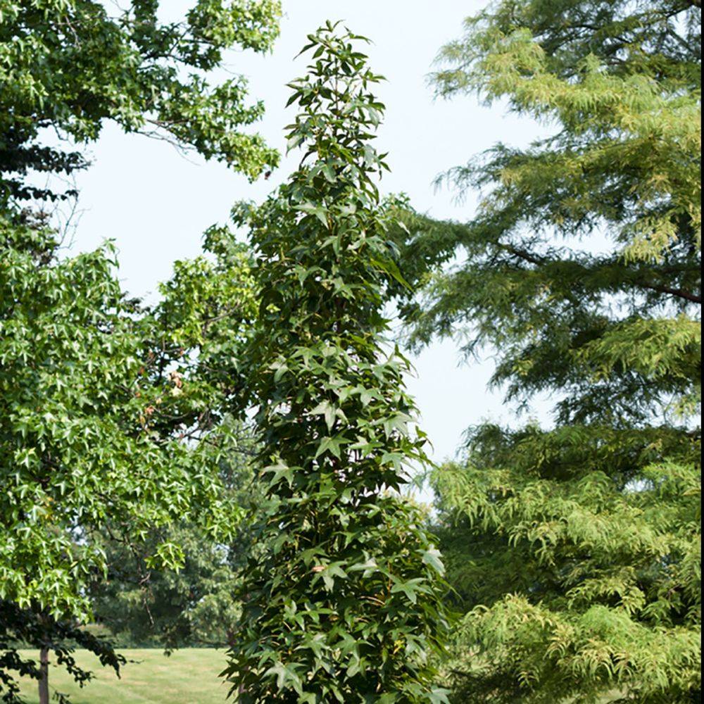 Liquidambar 'Slender Silhouette'