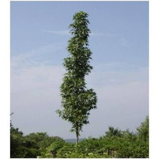Liquidambar 'Slender Silhouette' - Image 3