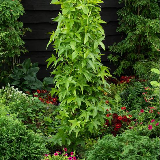 Liquidambar 'Slender Silhouette' - Image 2