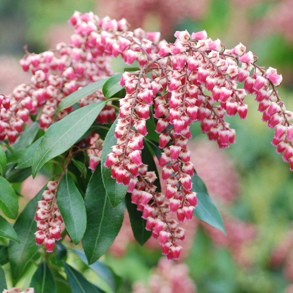 Pieris 'Valley Valentine'