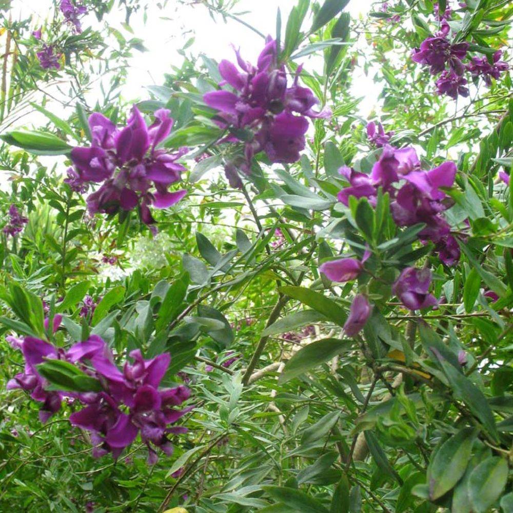 Polygala myrtifolia - Image 5