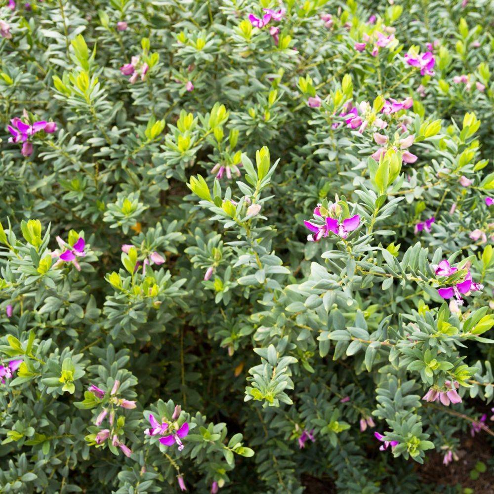 Polygala myrtifolia
