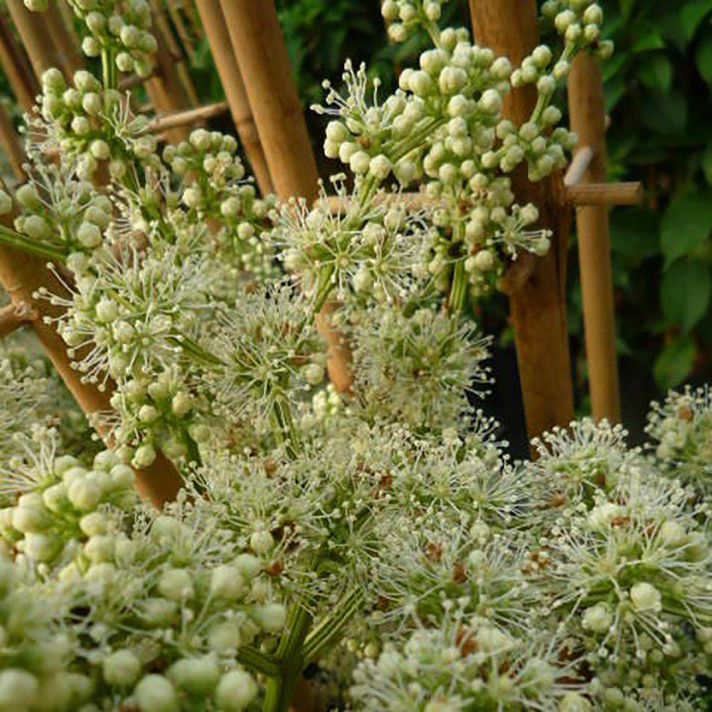 Hortensia grimpant - Pileostegia viburnoides