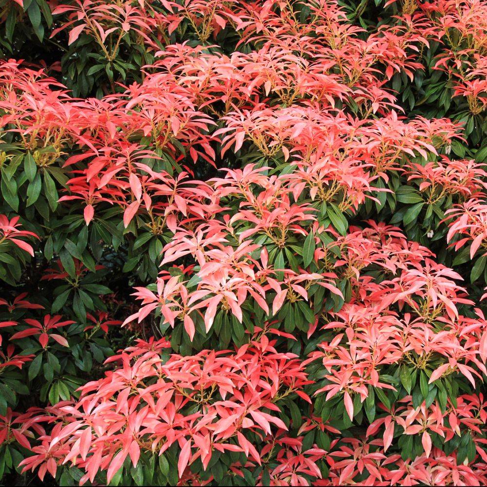Pieris 'Forest Flame' - Image 1