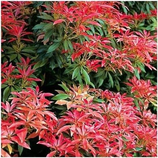 Pieris 'Forest Flame' - Image 2